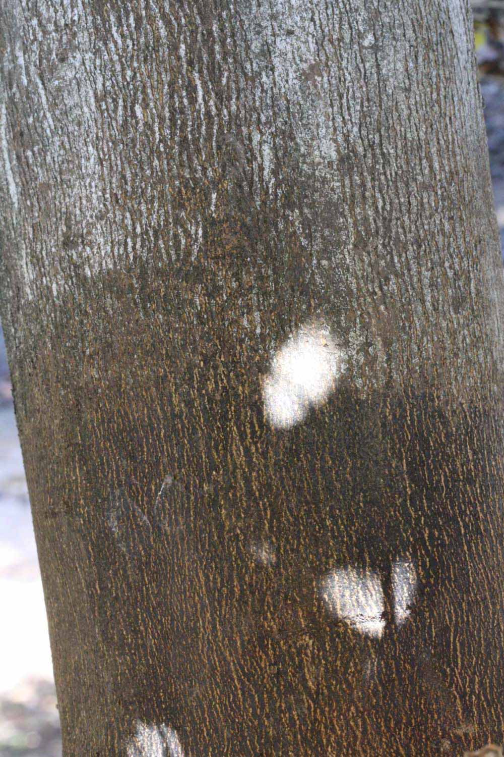            Bark (Riverside, CA)   